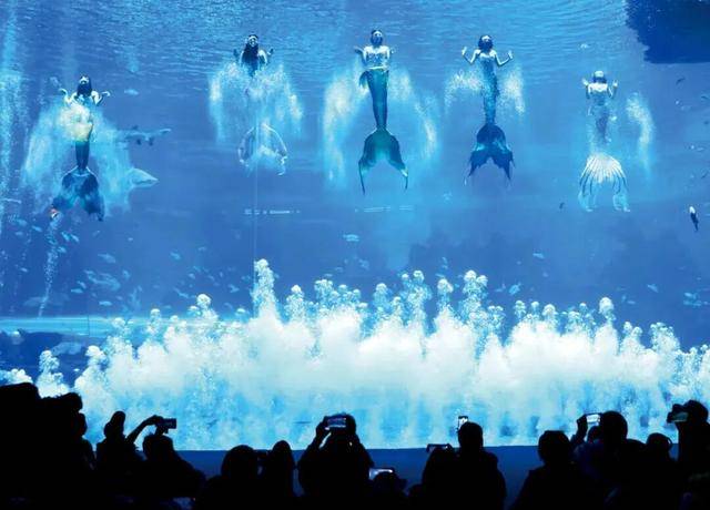 海洋公园，养不起虎鲸了