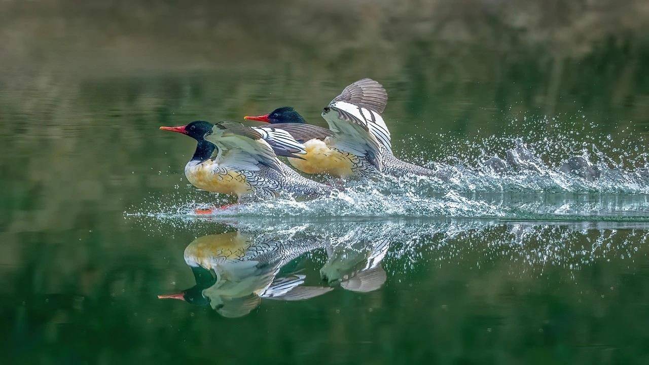 七旬退休大爷痴迷“打鸟”,宁可不吃不喝也要花几万元升级装备