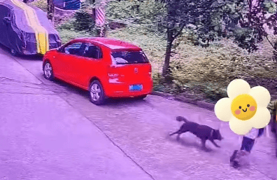 柳州一男孩被黑狗追赶，老奶奶拎着书包边赶狗边护着两个娃，物业：狗主人身份仍在核查